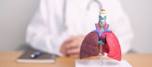 Human Respiratory System Lungs,medical concept,Male lung